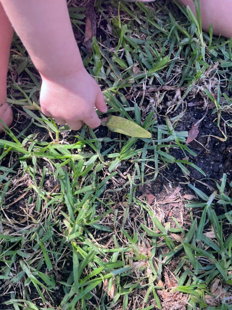 Carla's Love School | Why Eating Soil, Garden Exposure & Natural Microbes Can Be Healthy for Your Infant, Toddler & Child